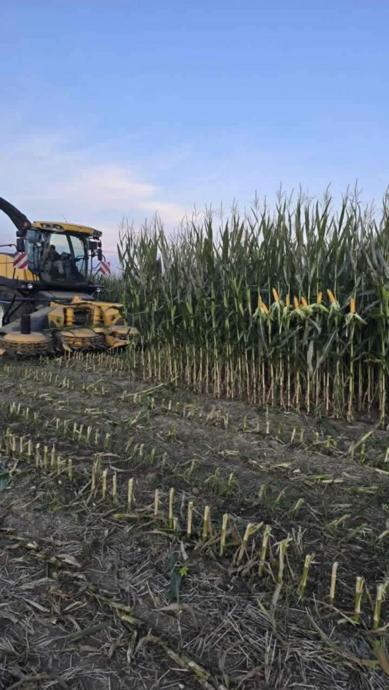 Biçerdöver ile Hasat